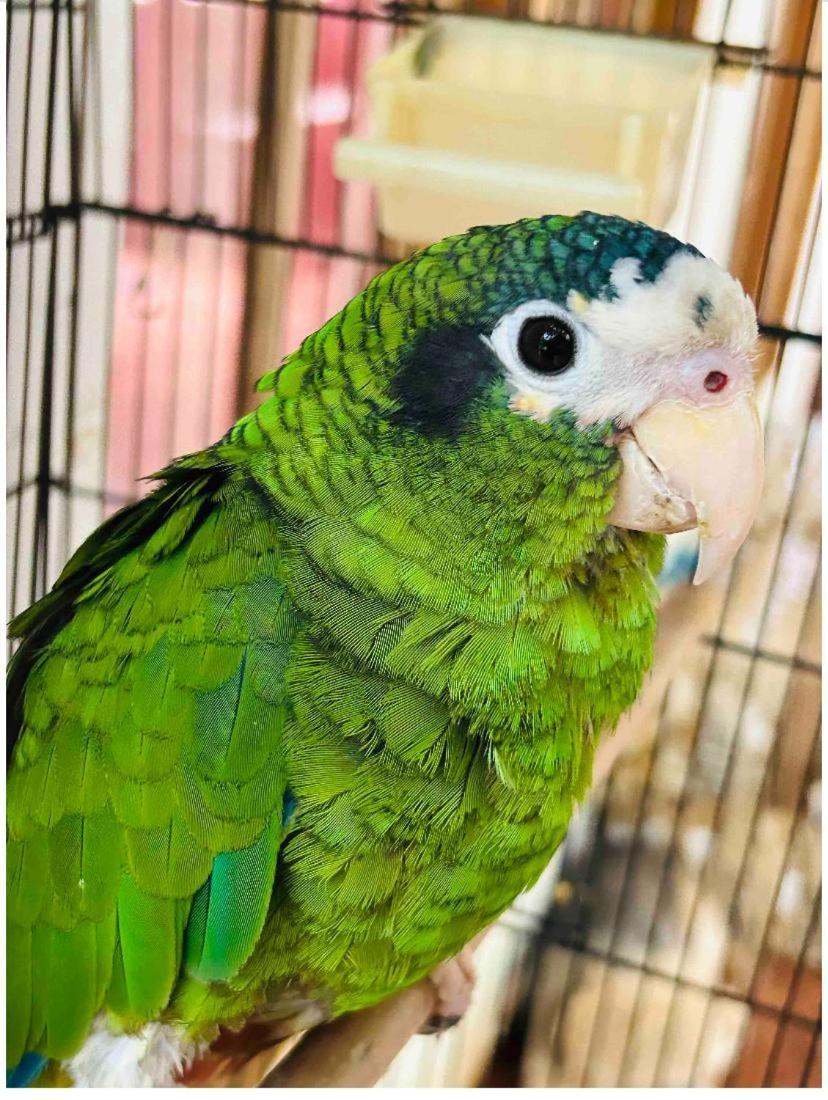 El Campo En Jarabacoaヴィラ エクステリア 写真